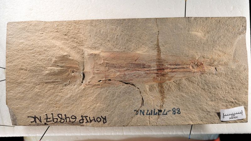 The Discovery Of 100 Million-Year-Old Squid Fossils