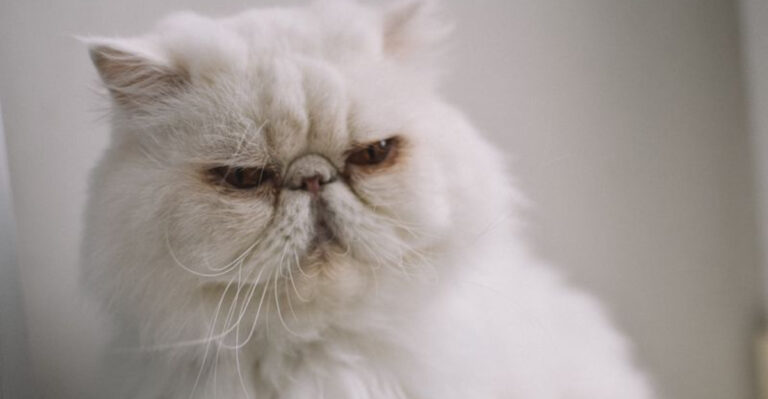 11 Angry & Anti-Social Cat Breeds You May Regret Owning (And 4 That Are Affectionate)