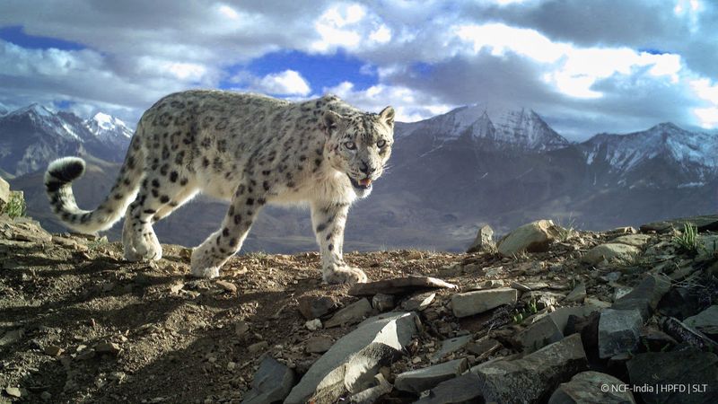 Snow Leopards: Mountain Ghosts
