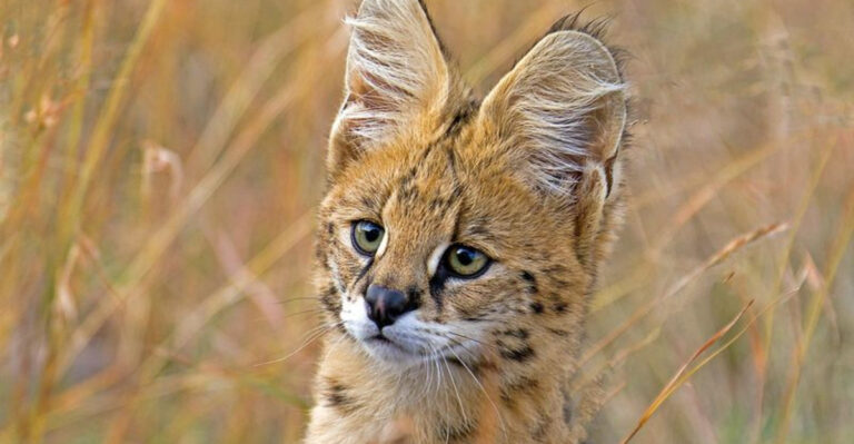 11 Big Cat Species That Don’t Live In Jungles And Why We Shouldn’t Ignore Them