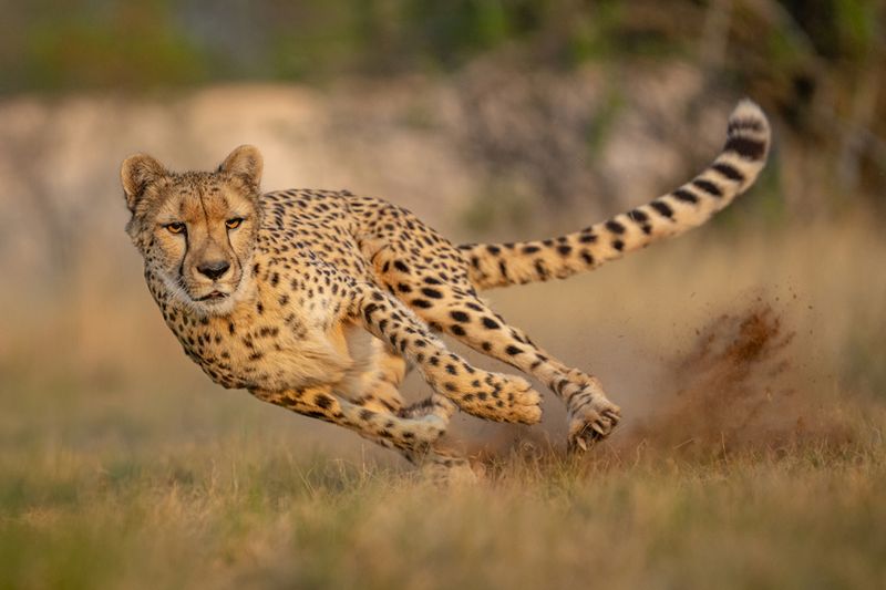 Cheetah: The Sprinter With Built-In Cooling System