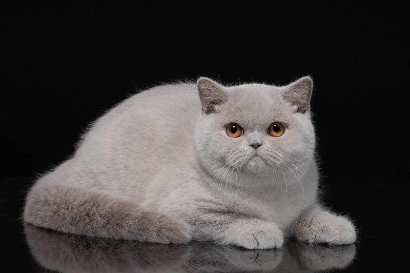 British Shorthair's Plush Perfection
