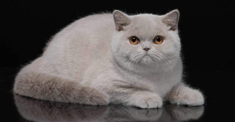 11 Cat Breeds With Fur Like Velvet