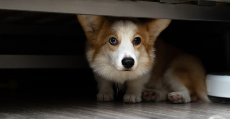 11 Clues Your Dog Might Be Unhappy (And 4 Ways They Show They’re Truly Content)