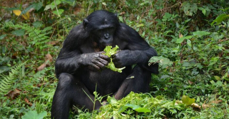 11 Foods Apes Most Commonly Eat That Are Key To Their Diet