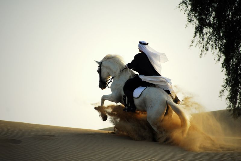 Arabian Horses