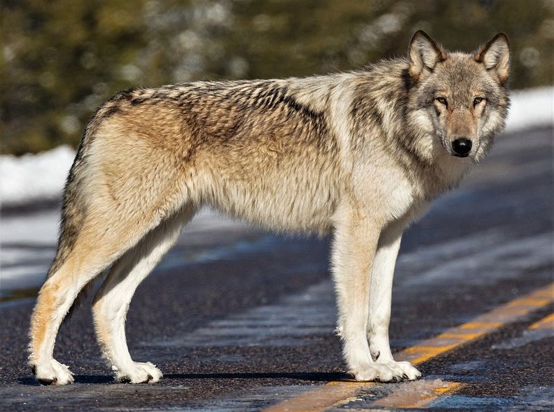 Northwestern Wolf – The Forest Giant