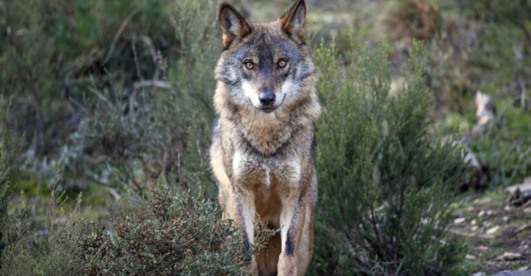 11 Of The Heaviest Wolves On Earth And Why They Need Our Protection