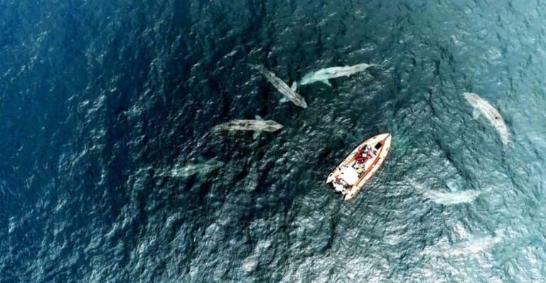 11 Popular U.S. Beaches Where Sharks Are Common And 6 Where They’re Rare