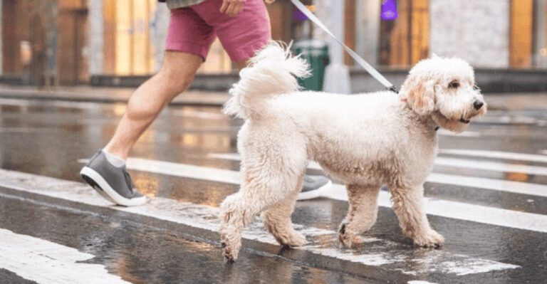 11 Signs Your Dog Is Living Its Best New York Life