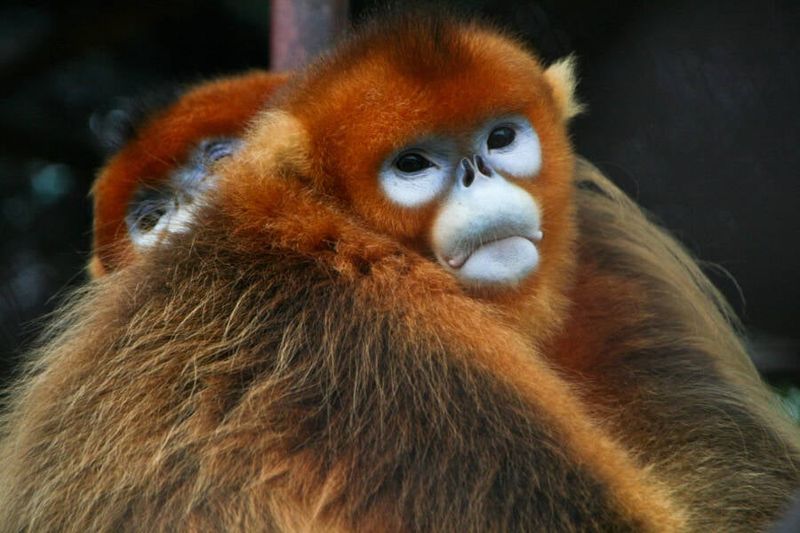 Golden Snub-Nosed Monkey: Social Network Experts