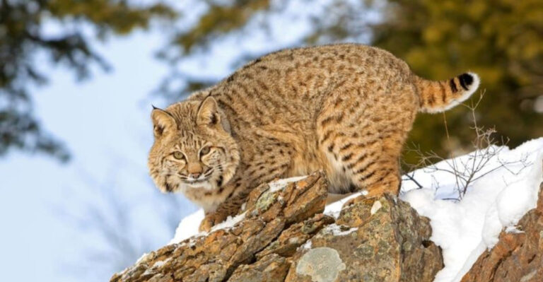 11 States In The U.S. Where Bobcats Roam (And 5 Where Sightings Are Rare)