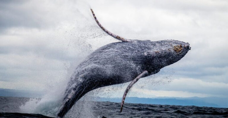 11 U.S. Destinations Where You Can Support Endangered Species Just By Visiting