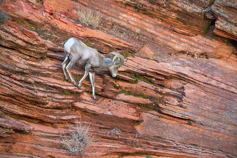 Desert Bighorn Sheep Defy Gravity