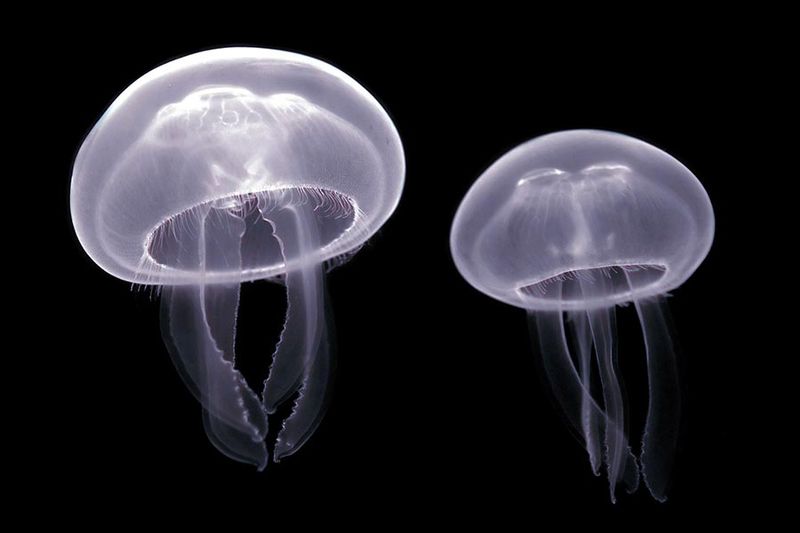 Jellyfish