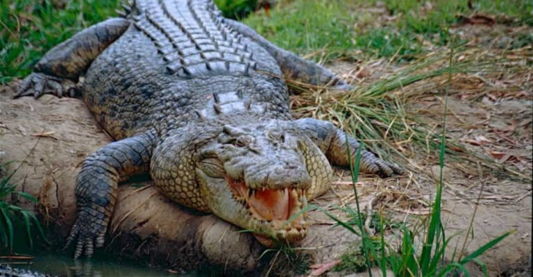 12 Australian Animals That Would Destroy North American Ecosystems