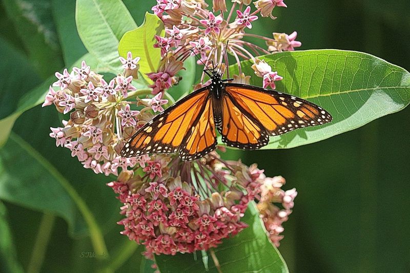 Common Milkweed (Asclepias Syriaca)