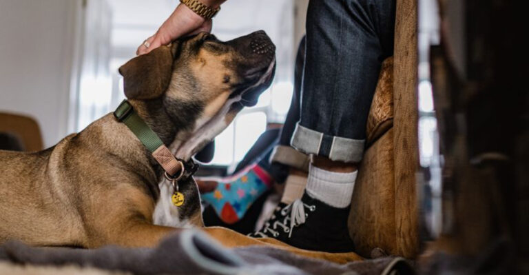 12 Clear Signs Your Dog Is Deeply Bonded With You And 3 Signs They Need Their Space
