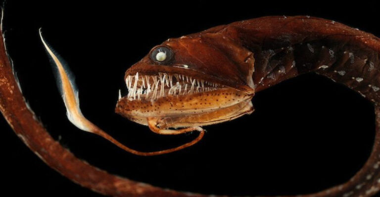 12 Creatures That Thrive In The Impossible Depths Of The Mariana Trench