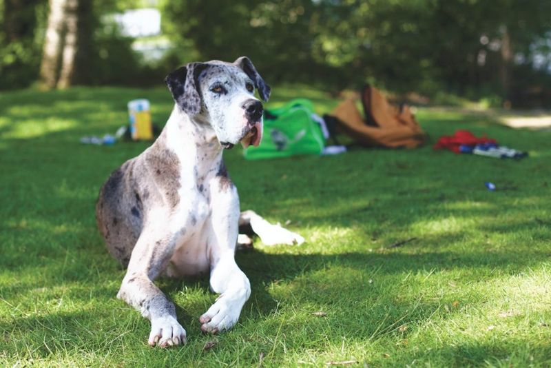 Great Danes – Gentle Giants With Brief Lives