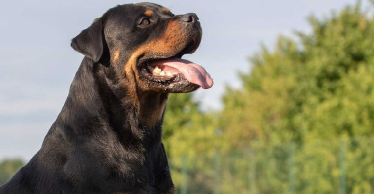 12 Dog Breeds That Face A Higher Risk Of Passing Away Young