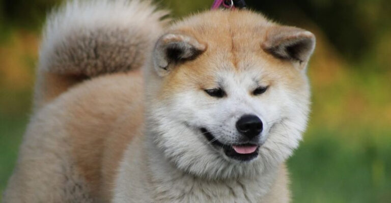 12 Dog Breeds That Were Never Actually Meant To Be Pets, But We Love Them Anyway
