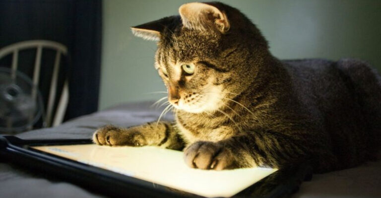 12 Easy Ways To Turn Cat TV Into A Healthy Habit For Your Feline