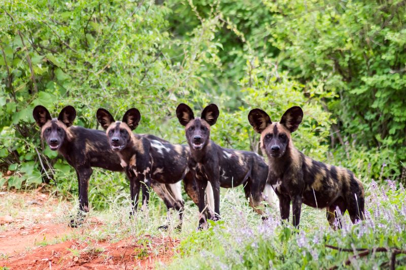 African Wild Dogs – The Painted Hunters