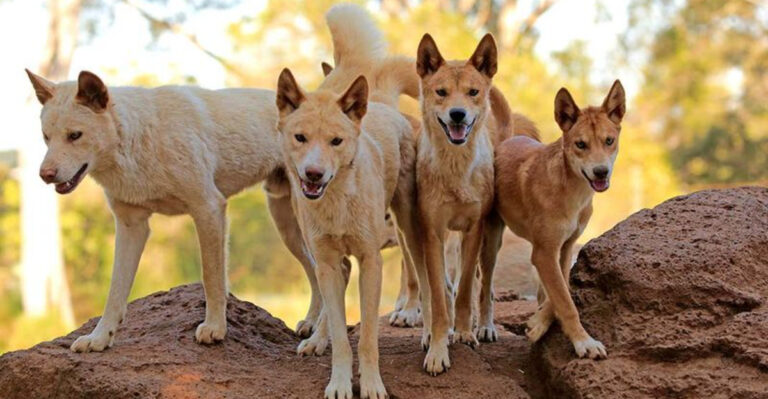 12 Fierce And Free Wild Dog Populations That Don’t Follow The Breed Books