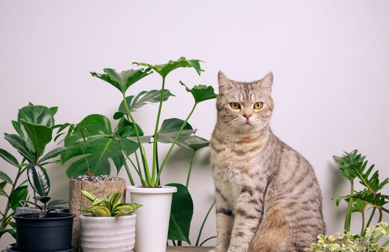 Toxic Houseplants