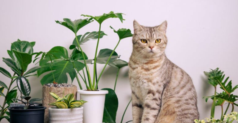 12 Hidden Household Dangers That Could Put Your Cat At Risk