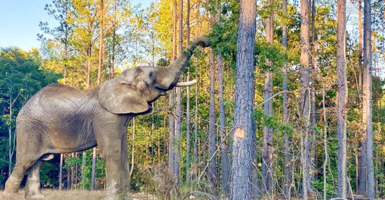 12 Insights Into The History And Future Of Elephants In North America