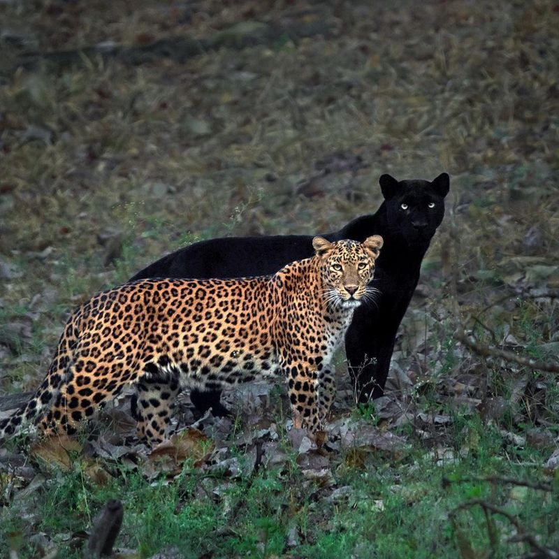 Definition Of Panther Vs Leopard