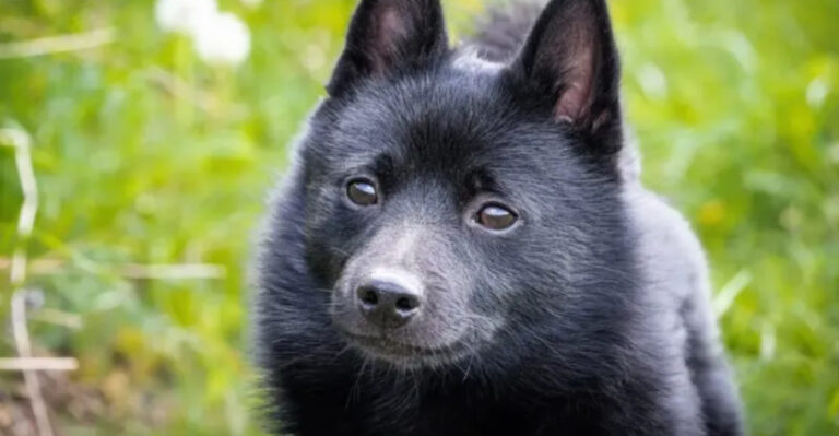 12 Little Dog Breeds With Guard Dog Personalities