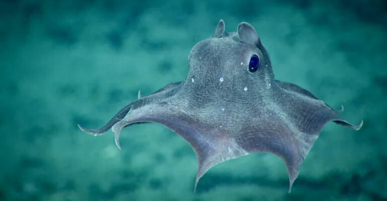 12 Most Googled Underwater Creatures From The Deep Ocean