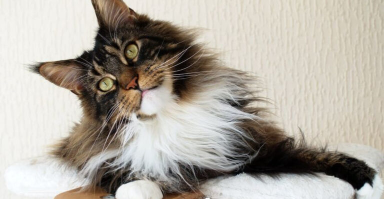 12 Reasons Why Maine Coons Can Be Challenging (And 5 Why They’re Totally Worth It)