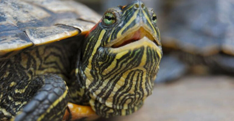 12 Signs Your Pet Tortoise Isn’t Thriving And How To Improve Its Environment