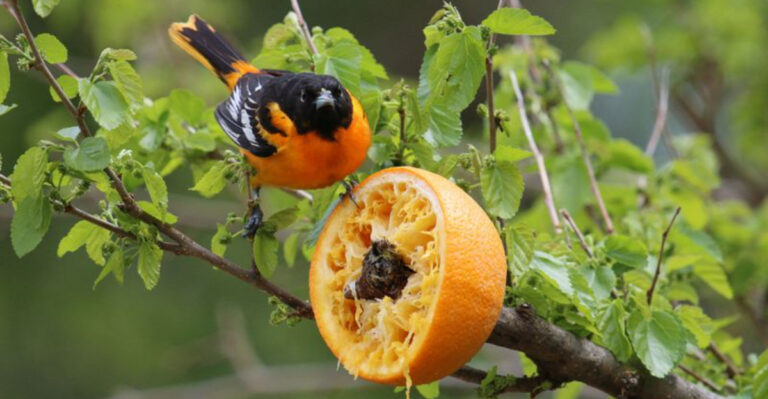 12 Simple Ways To Transform Your Yard Into A Haven For Orioles