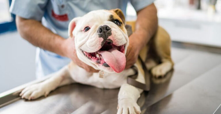 12 Things Dog Owners Deeply Regret Not Doing Sooner
