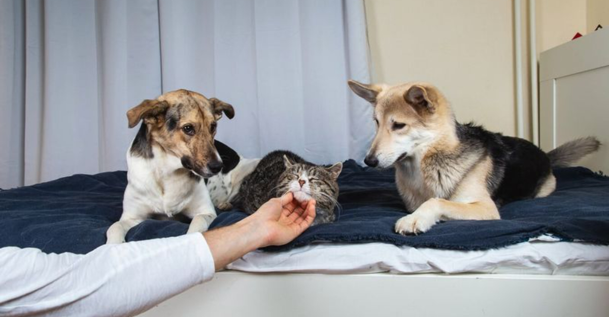 12 Things You Didn’t Know Animals Could Feel