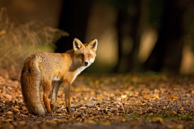 Red Fox (Vulpes vulpes)