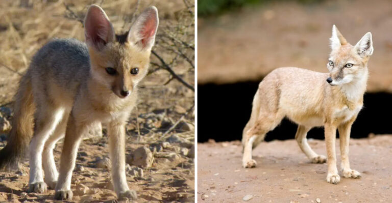 12 Unique Fox Species Around The World And The Habitats They Call Home