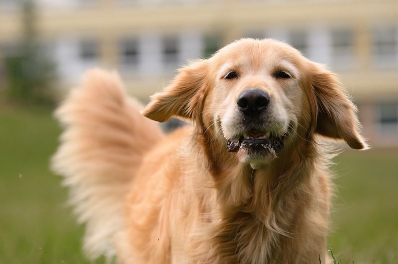 Tail Wagging With Enthusiasm
