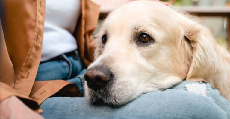 13 Actions Dogs Do To Profess Their Love To Others