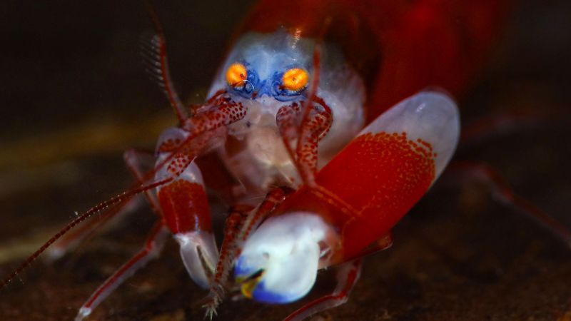 Pistol Shrimp – Loudest Snap In The Ocean