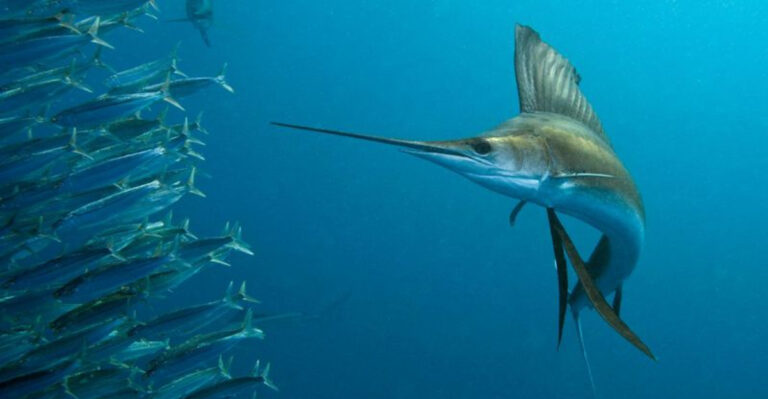 13 Animals That Hold Unbelievable Records No Other Animal Can Beat