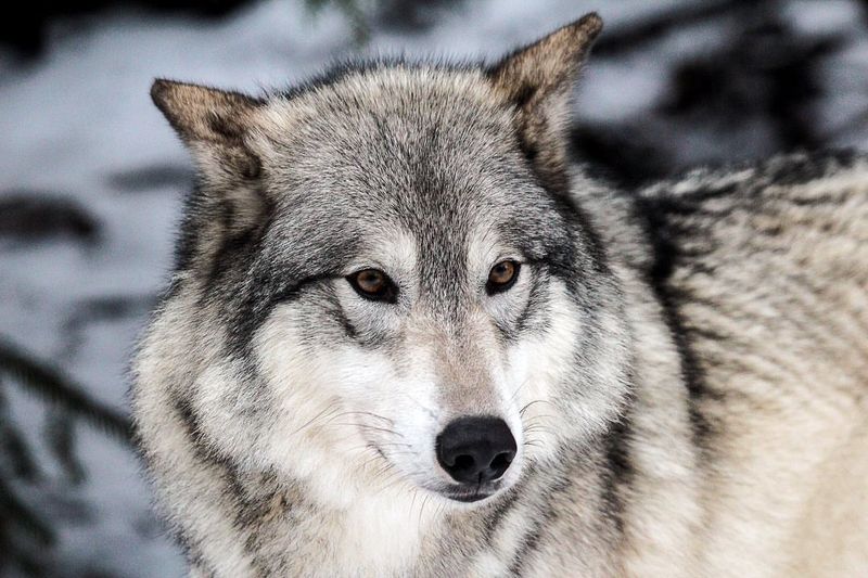 Mackenzie Valley Wolf