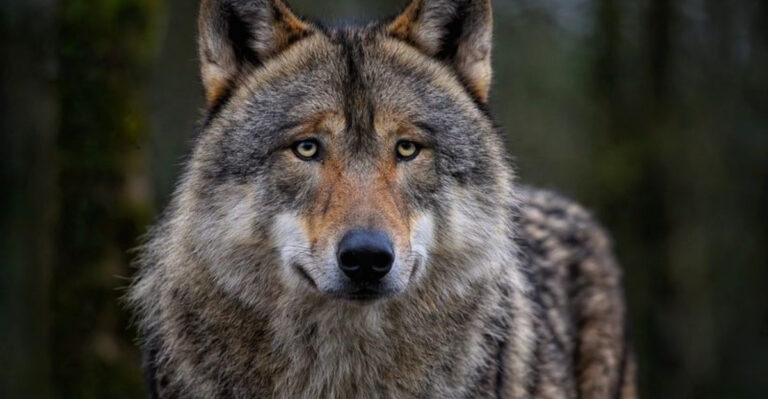 13 Biggest Wolves By Weight From Different Corners Of The Earth