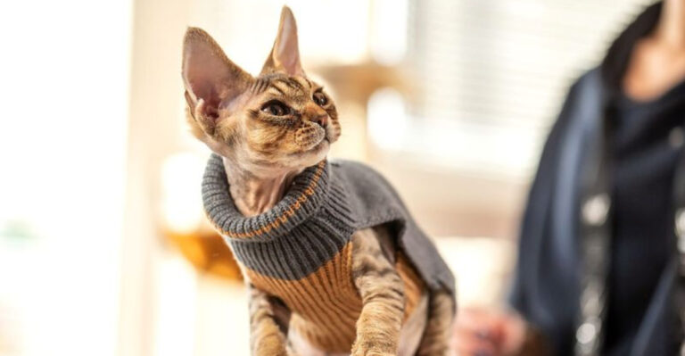 13 Cat Breeds That Are More Loyal To Humans Than To Fellow Felines