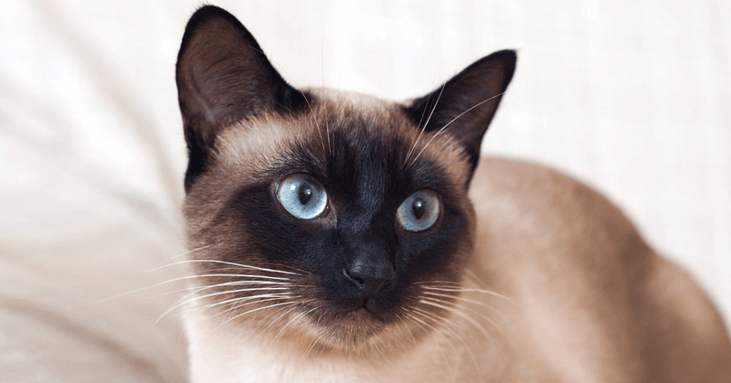 Siamese: The Vocal Shadow
